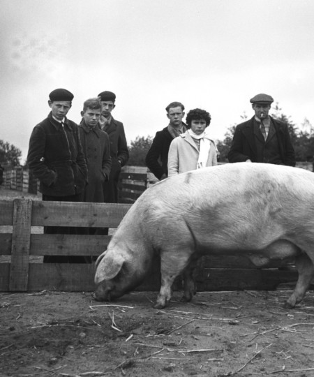 Varkens in Brabant