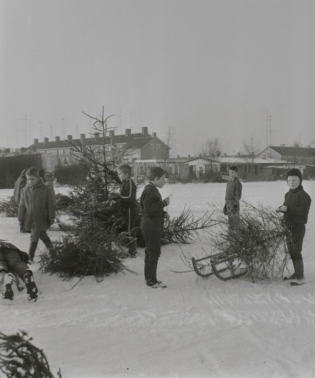 Kerstbomen verzamelen in de sneeuw voor de traditionele kerstboomverbranding, Drunen 1970 (foto: J. de Bont, collectie Streekarchief Langstraat, Heusden & Altena nr. WAA90454)