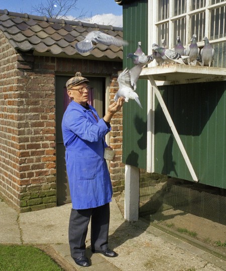 Duivenmelker met duiven