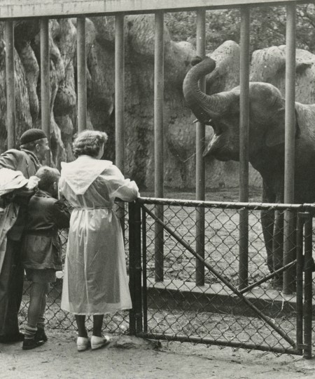 Mensen kijken naar olifant