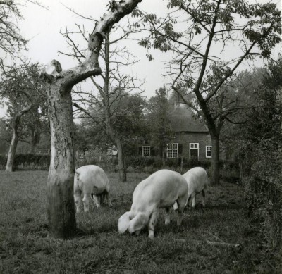 Loslopende varkens aan de Karlingerweg, Uden 