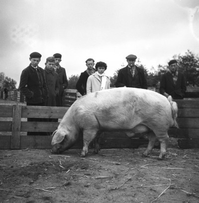 Varkens in Brabant