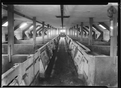 Varkensfokbedrijf, Esch 1950