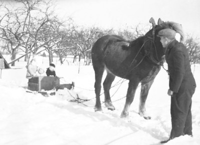 paardenslee