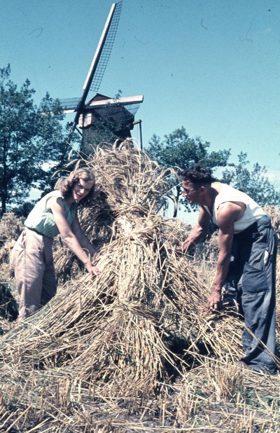 Aan het werk op het land, Den Dungen ca. 1957