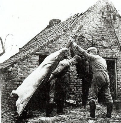 Het huisvarken is geslacht en op de ladder gehesen om te 'versterven', Gassel