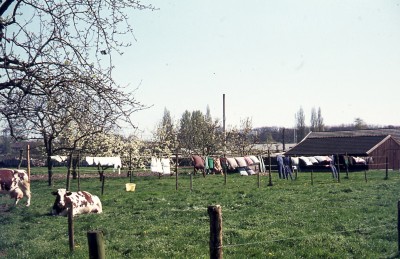 Kleren wapperen aan de waslijn langs de Aert Heymlaan op een voorjaarsdag, Vught ca. 1972 (foto: Vera Delleman-de Kort, collectie BHIC, nr. 1923-001764)