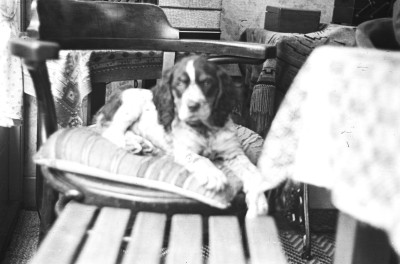 hond