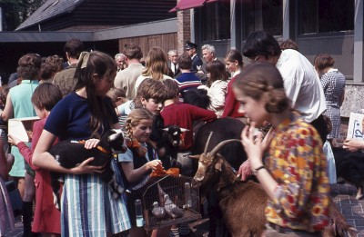 Geiten met hun baasjes tijdens de huisdierenkeuring voor dierendag. Vught, 1971