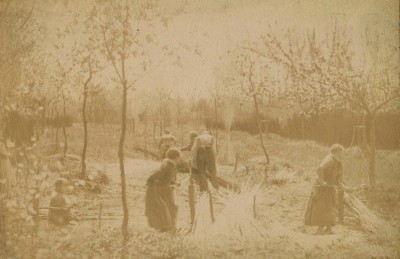 Het schillen/striepen van twijgen, voor de mandenmakerij. Bladel, 1855