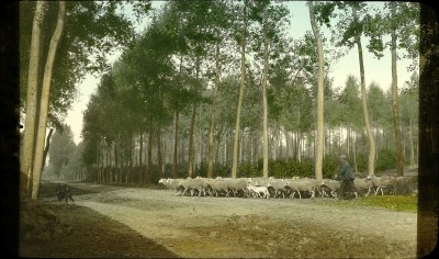 Herder en schapen bij Steenweg naar Best, Boxtel ca. 1912 (foto: Andries Nielen, collectie BHIC nr. DCVAR-000856)