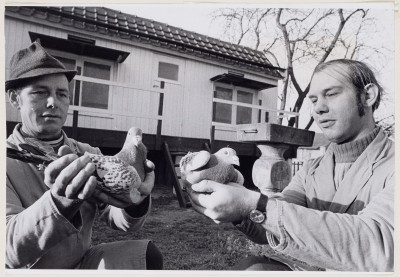 Duivenliefhebbers De Hoogh en Sjef de Leest tonen hun duiven.