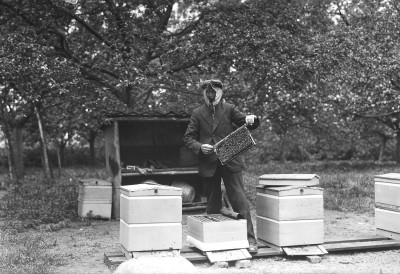 Imker neemt een kijkje in zijn korven, Sint-Michielsgestel 1936 (foto: Fotopersbureau Het Zuiden, collectie BHIC nr. 011633-003962)