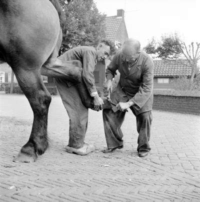 Hoefsmid aan het werk, Heeswijk (foto: Abdij van Berne, collectie BHIC nr. 1695-Hoefsmid aan het werk, Heeswijk (foto: Abdij van Berne, collectie BHIC nr. 1695-001395)001395)