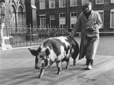 Slager G. van Beljouw met varken aan de wandel, Veghel (foto: J. van Eerd, collectie BHIC nr. 1955-004083)