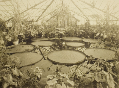Villa Mimosa