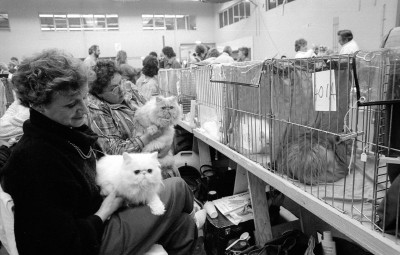 Tilburg, internationale kattenshow (1988)
