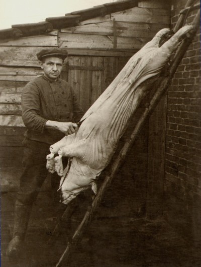 Varkensslager Jan van de Tillaar (1881-1982) mt een geslacht varken op de leer, Sint-Oedenrode (foto: collectie Jo van der Kaaij, BHIC nr. DCKAAIJ-000635)