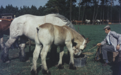 Fokpaardendag in Lierop, 1975