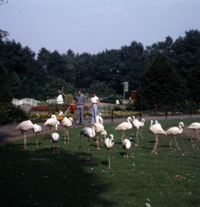 Flamingo's 1975-1982