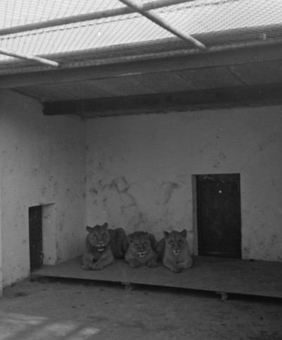 Animali 1964