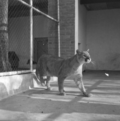 Animali 1961