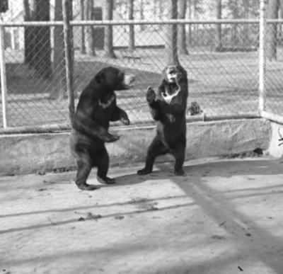 Animali 1961