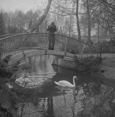 Animali 1961