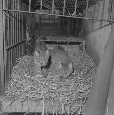 Animali 1956