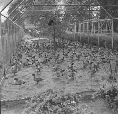 Animali 1961