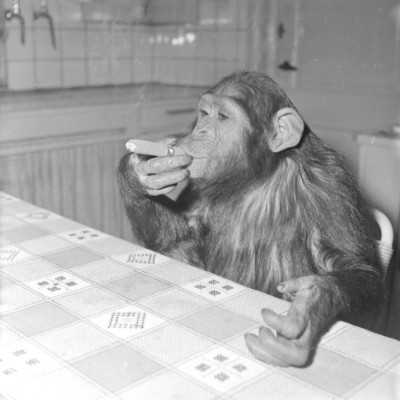 Animali 1961