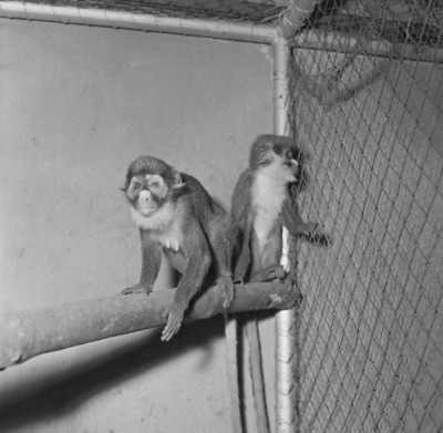 Animali 1961
