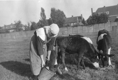 Zuster Rosa in de wei, Breda 1959 (foto: Erfgoedcentrum Nederlands Kloosterleven, archief Benedictinessen van het H. Sacrament (AR-Z013), inv.nr 3809)