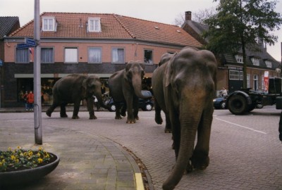 Olifanten op straat