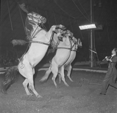 Paarden