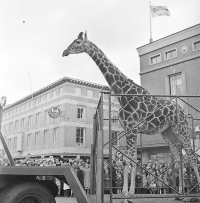 Giraf op straat