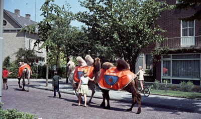 kamelen in optocht op straat