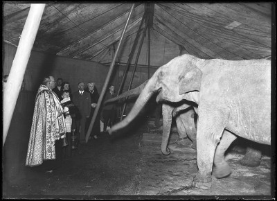 Olifant wordt gezegend door een pastoor