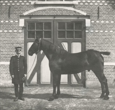 Paard Max en koetsier Piet